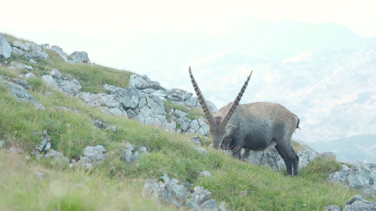 schneibstein austria에서 풀을 먹고 있는 산양 알파인 아이벡스