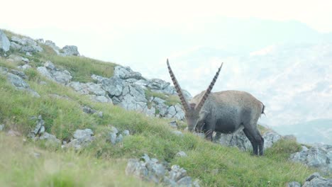 Die-Bergziege-Alpensteinbock-Frisst-Gras-Am-Schneibstein-österreich