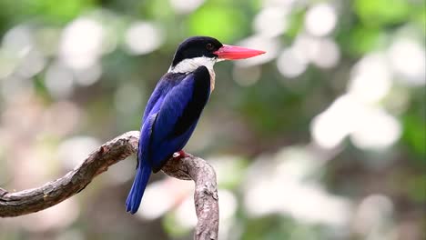 el martín pescador de gorra negra tiene un pico rojo como un caramelo y una gorra negra que se encuentra en tailandia y otros países de asia