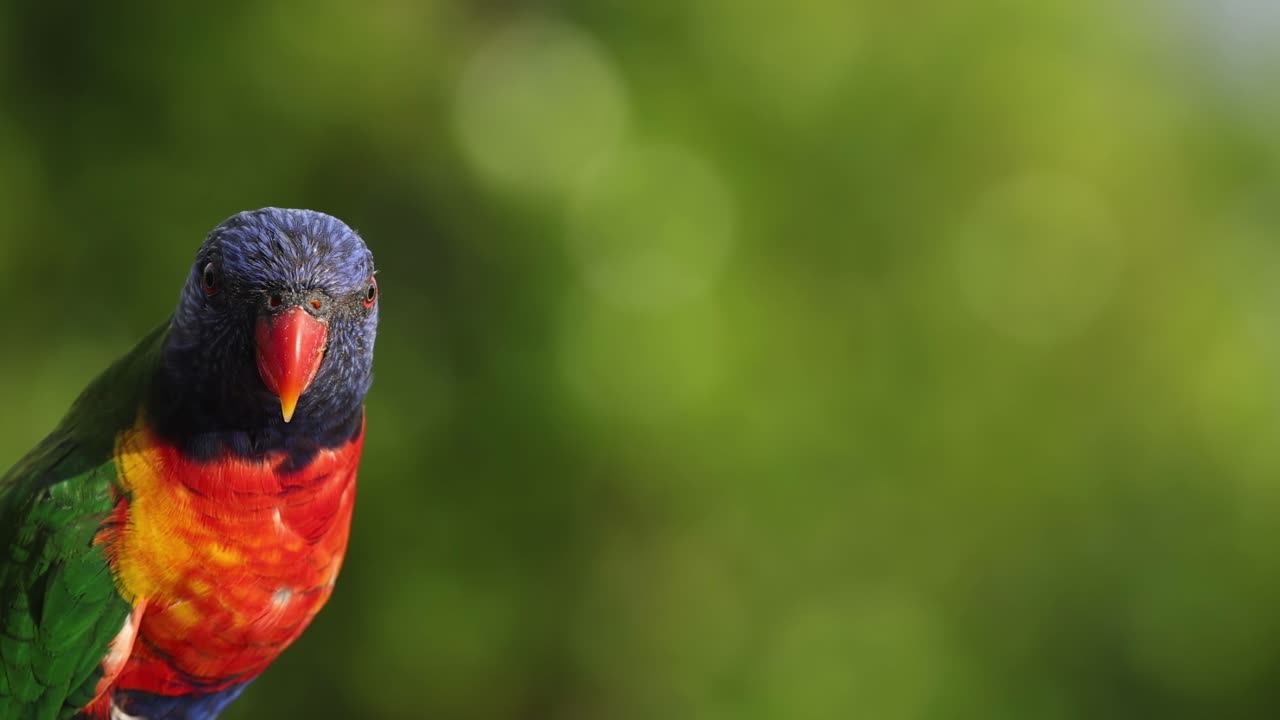 Close-up views of colorful lorikeets perched amidst vibrant green foliage, showcasing their vivid plumage.