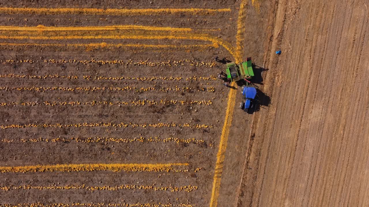 Vista aerea di un trattore al lavoro tra le file di zucche in Turchia.