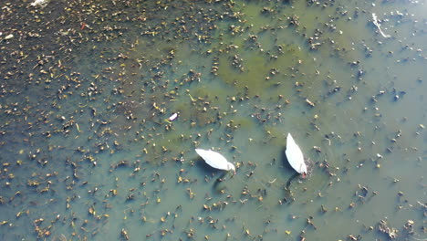 A-drone-camera-view,-taken-directly-over-two-white-swans-as-they-swimnin-a-green-pond