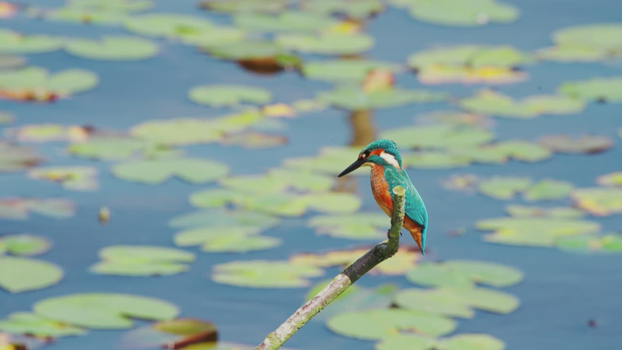 Slow motion view of Kingfisher in Friesland Netherlands perched over pond with lily pads in background, staring down at water