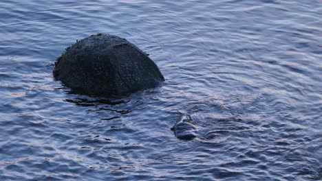 rippling water with rock outcrop on a calm sea