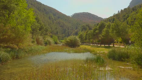 Aufnahme-Eines-Teiches-Mit-Grünen-Pflanzen-Wie-Im-Paradies_4k