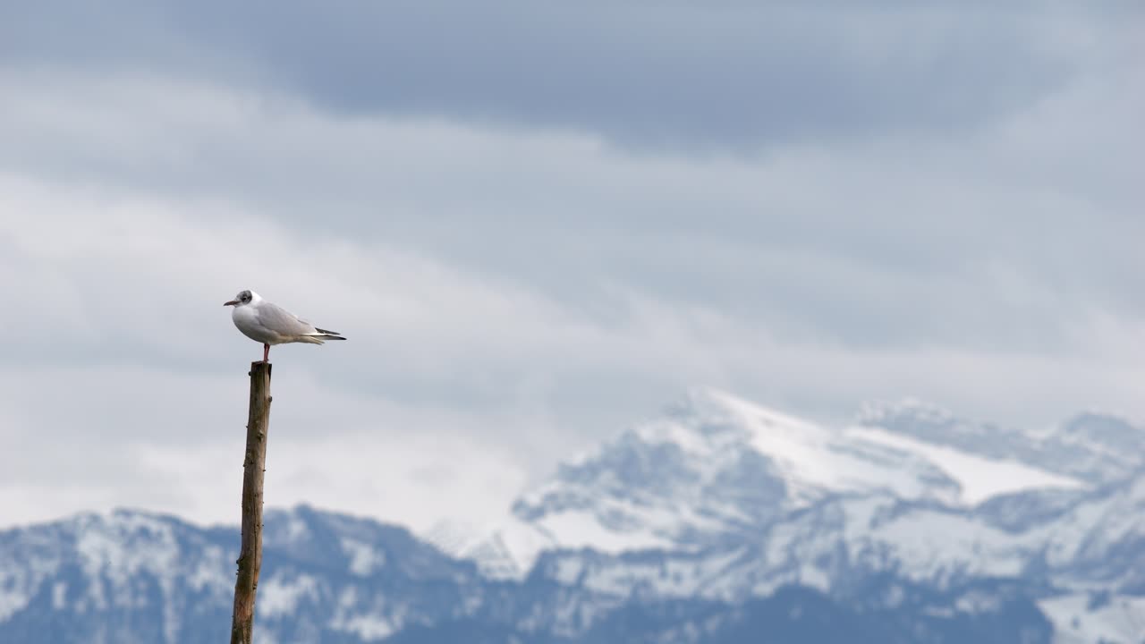Un gabbiano si posa su un palo e vola via al rallentatore in un bellissimo paesaggio.