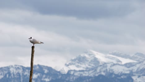 Möwe-Steht-Auf-Einer-Stange-Und-Fliegt-In-Zeitlupe-In-Einer-Wunderschönen-Landschaft-Davon