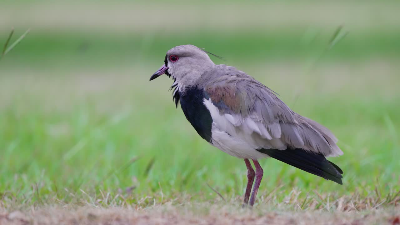 소란스럽고 눈에 띄는 도요 물떼새, 남쪽 lapwing, 바람에 맞서 목초지에 서있는 vanellus chilensis는 깃털을 다듬고 다듬고, 총을 닫습니다.
