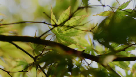 Die-Leuchtend-Grünen-Blätter-Am-Ast-Dahinter-Schimmern-Im-Sonnenlicht