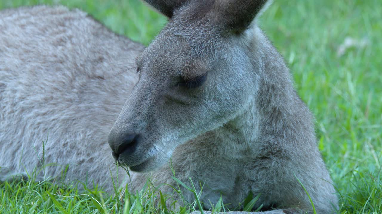 En närbild på en östlig grå känguru som vilar och äter gräs i Beerwah, Queensland