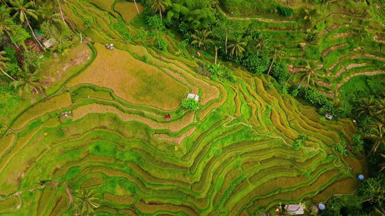 Scenic aerial footage of rice terraces carved into hillsides, surrounded by palm trees and tropical greenery
