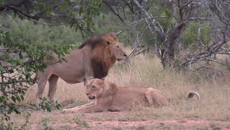 Lion-couple-arguing-over-who's-getting-dinner