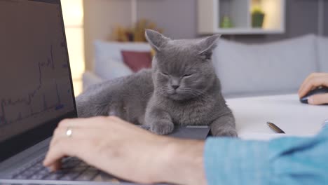 Der-Mann-Handelt-Und-Seine-Katze-Beobachtet-Ihn.