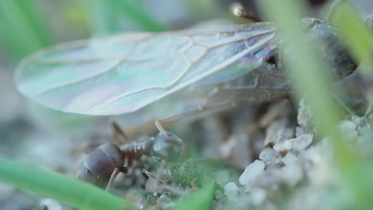 Macro of ants navigating green leaf and branch, detailed crawling behavior captured
