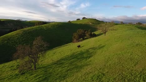 drone flying over horse walking down green rolling hills on a sunny beautiful day