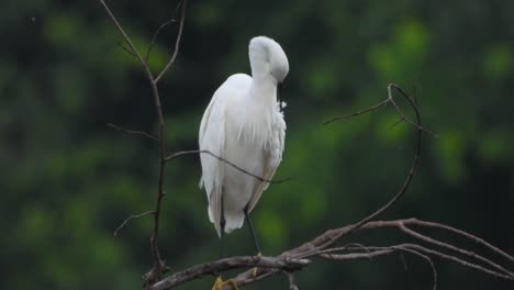 little-egret-Chilling-on-lake-Mp4-4k-.UHD