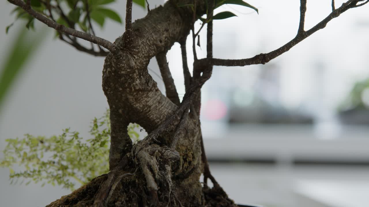 árbol bonsai en un taller floral tiro inclinado hacia abajo