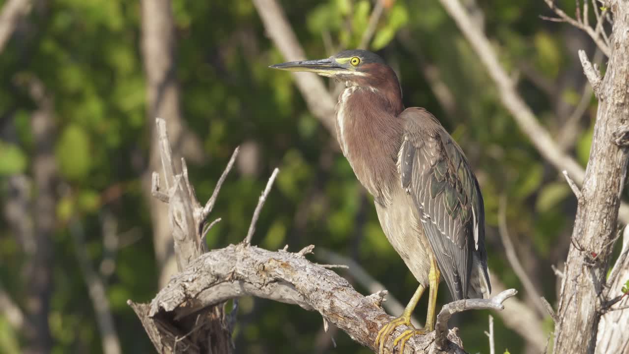garza verde se acicala mientras está en la rama de un árbol con follaje en segundo plano.
