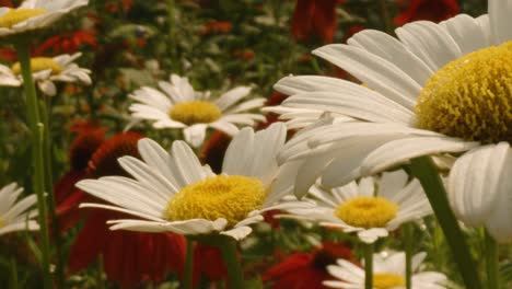 close-up of dew on a white daisy