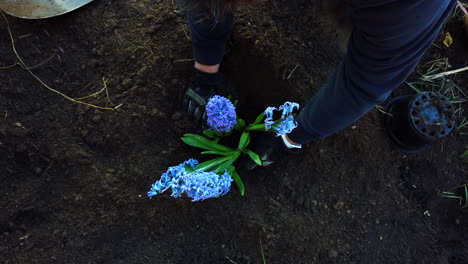 Plantar-Flores-Lilas-En-Un-Agujero-Recientemente-Excavado-En-Un-Jardín-De-Flores-Encima-De-La-Tumba-De-Una-Mascota-Doméstica