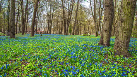 La-Cubierta-Del-Suelo-Con-Campanillas-En-Un-Bosque