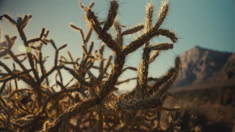 desert cholla cactus at sunrise