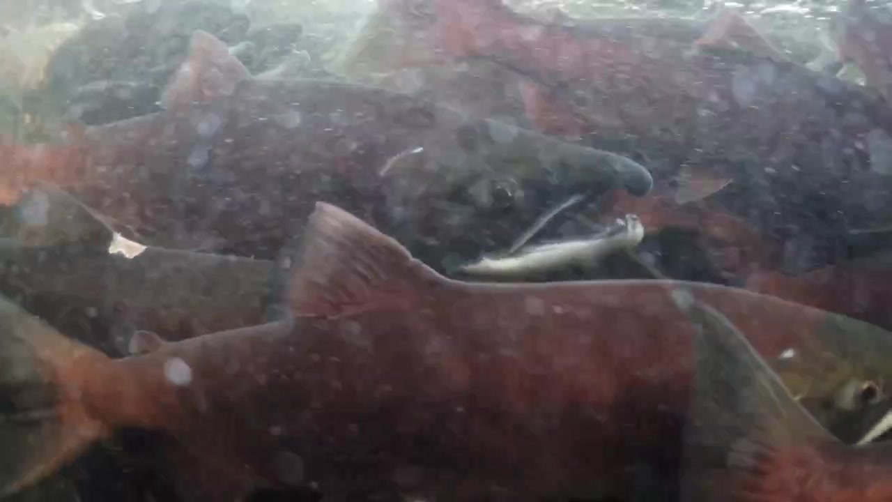 Banchi di salmoni Sockeye sulla loro rotta migratoria nella Columbia Britannica, Canada.