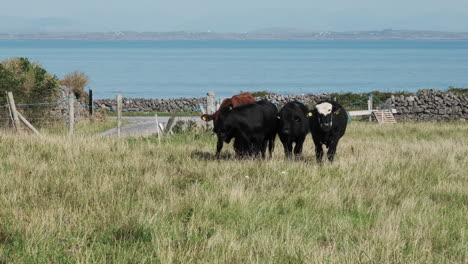 cows eating in pasture, blue ocean water in the background