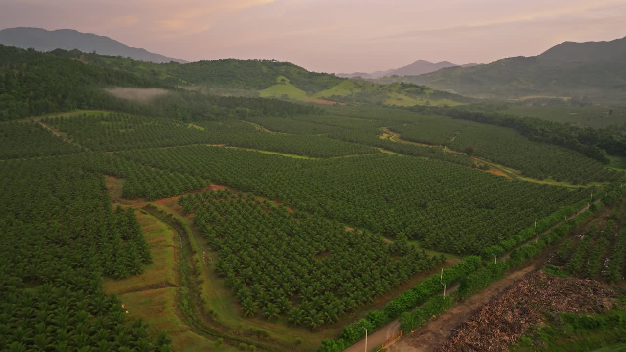 Panoramic View Of Coco Farm Near Villa Altagracia In The Dominican Republic