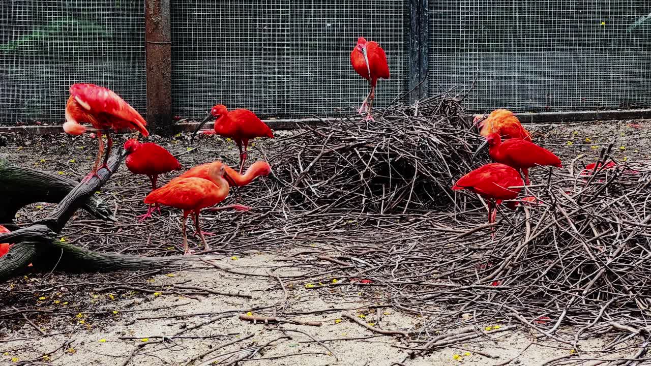 Scarlet Ibis Flock in a Zoo Enclosure