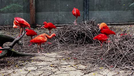 scarlet ibis flock in a zoo enclosure