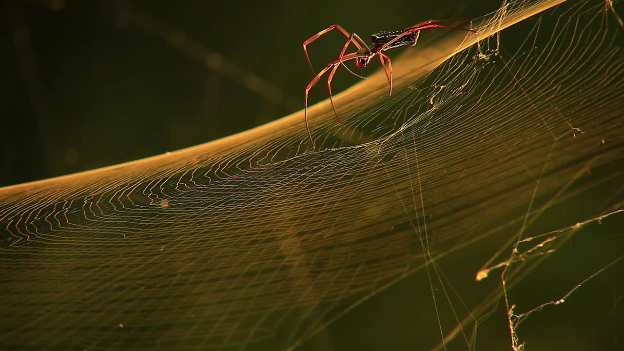 황금색 실크 구름  ⁇ 는 거미 가 그물 을  ⁇ 는다