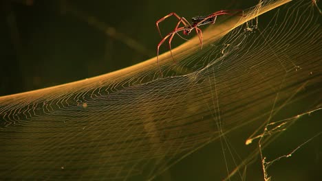 Una-Araña-Tejedora-De-Orbes-De-Seda-Dorada-Teje-Una-Telaraña