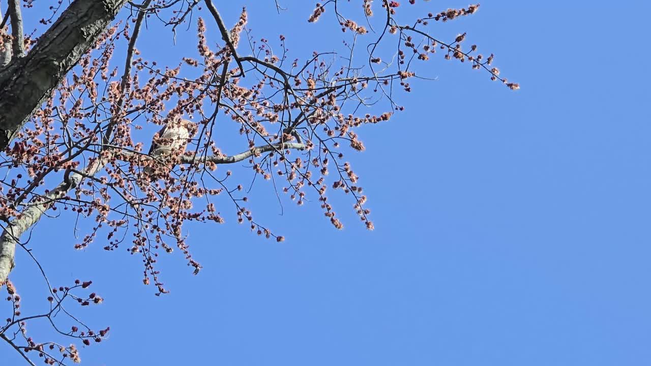 Capture of a bird resting on a budding branch, set against a vibrant clear blue sky