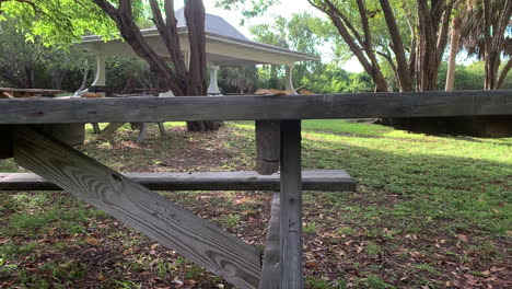 an-empty-park-bench-in-the-middle-of-a-field-of-trees