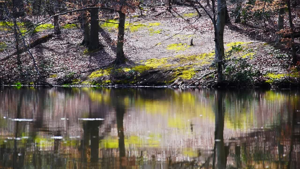 View of a still pond and an island with trees and moss