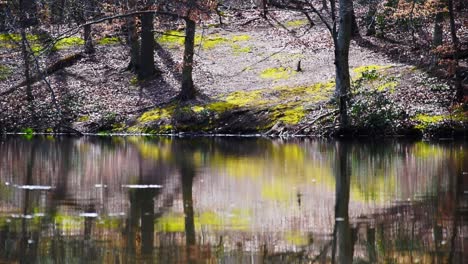 view of a still pond and an island with trees and moss
