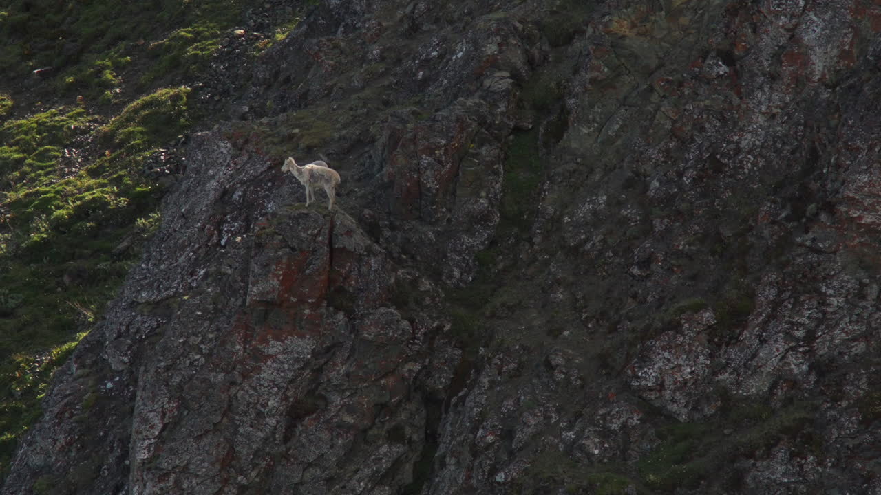 Dall Sheep Standing On Rocky Mountain In Kluane National Park, Yukon, Canada - Wide Shot