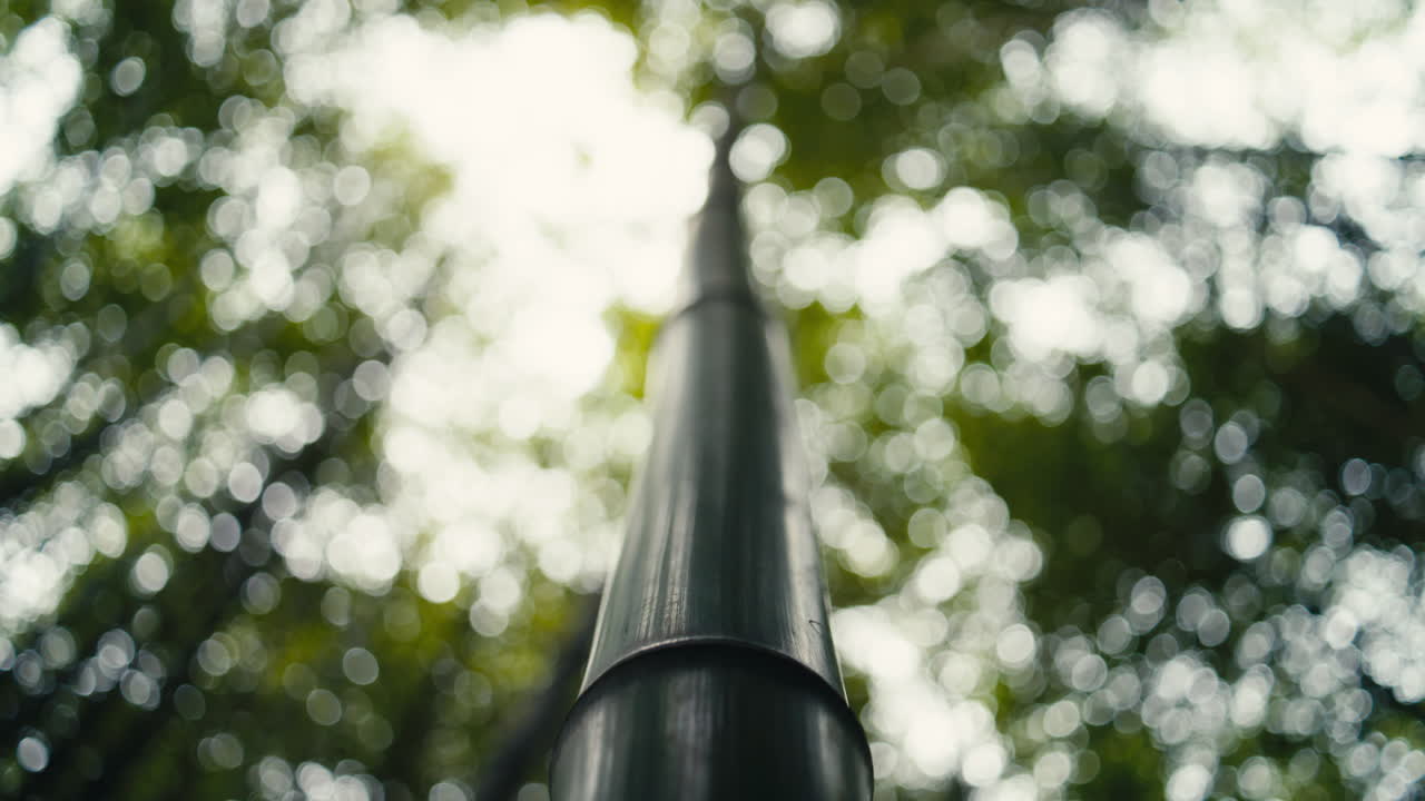 Närbild från låg vinkel av en enda svart bambustam som sträcker sig uppåt med starkt bokeh-ljus i bakgrunden. Minimalistisk naturkomposition med mjukt solljus och drömsk skogsatmosfär.