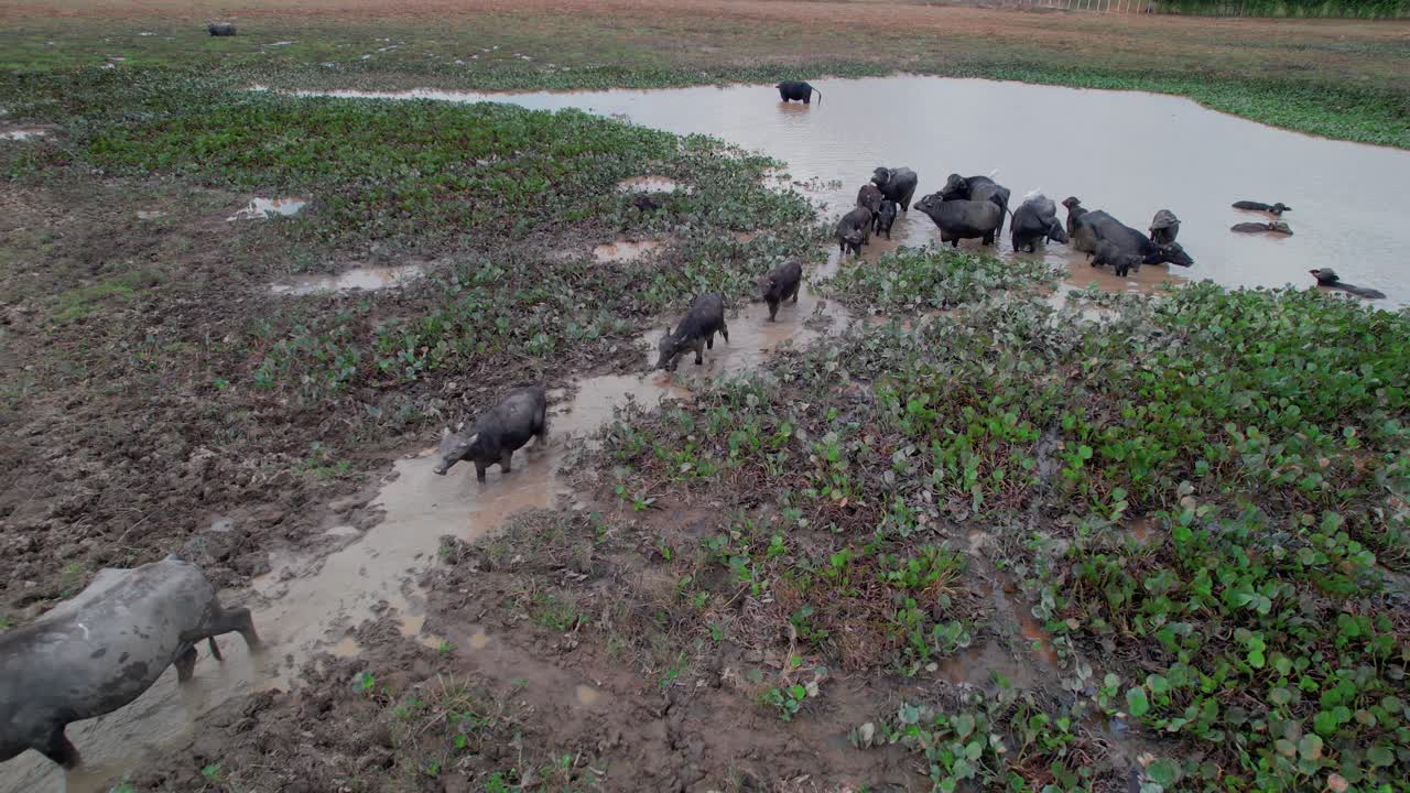 Aerial View of a Herd of Water Buffalo in a Muddy Field