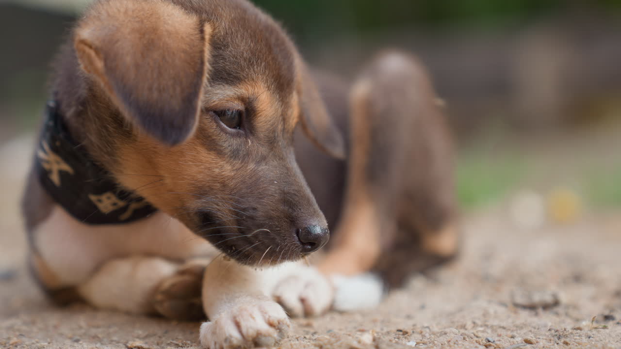 Resting brown puppy with dusty muzzle brown pup lying on sandy ground muzzle speckled with dirt wearing black sport collar closeup lowangle shot quiet contemplative mood backyard earth tones soft