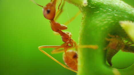 Macro-close-up-view-of-herder-red-ants-protecting-and-farming-aphids-for-honeydew,-a-sugar-rich-secretion-favored-by-ants-as-a-food-source