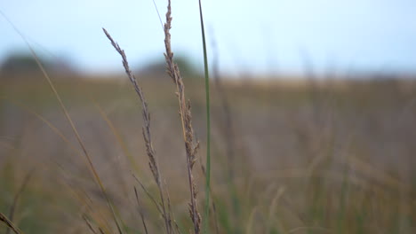 close up grass on the beach flowing in the breeze