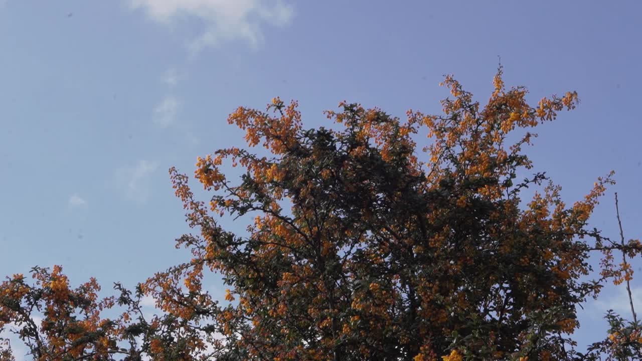 정원 지역의 큰 식물에 있는 오렌지 열매