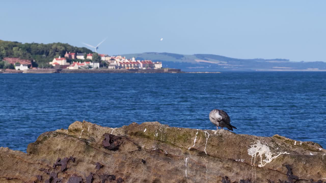 Seagull preens on sunlit coastal rock, blue ocean and distant village under clear sky