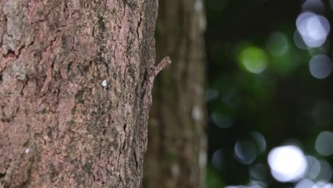 Moviendo-Su-Cabeza-Mientras-Está-Sobre-La-Corteza-Del-árbol-Visto-Desde-Un-ángulo-Amplio-Mientras-El-árbol-Detrás-Se-Mueve-Junto-Con-El-Viento-En-El-Bosque,-Manchado-Dragón-Volador-Draco-Maculatus,-Tailandia