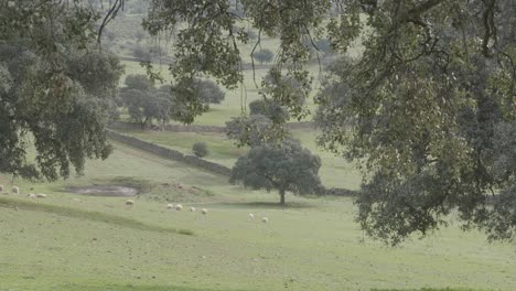 Ovejas-En-Un-Campo-Con-Robles-En-Primavera