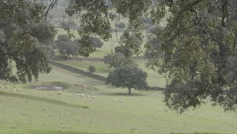 ovejas en un campo con robles en primavera
