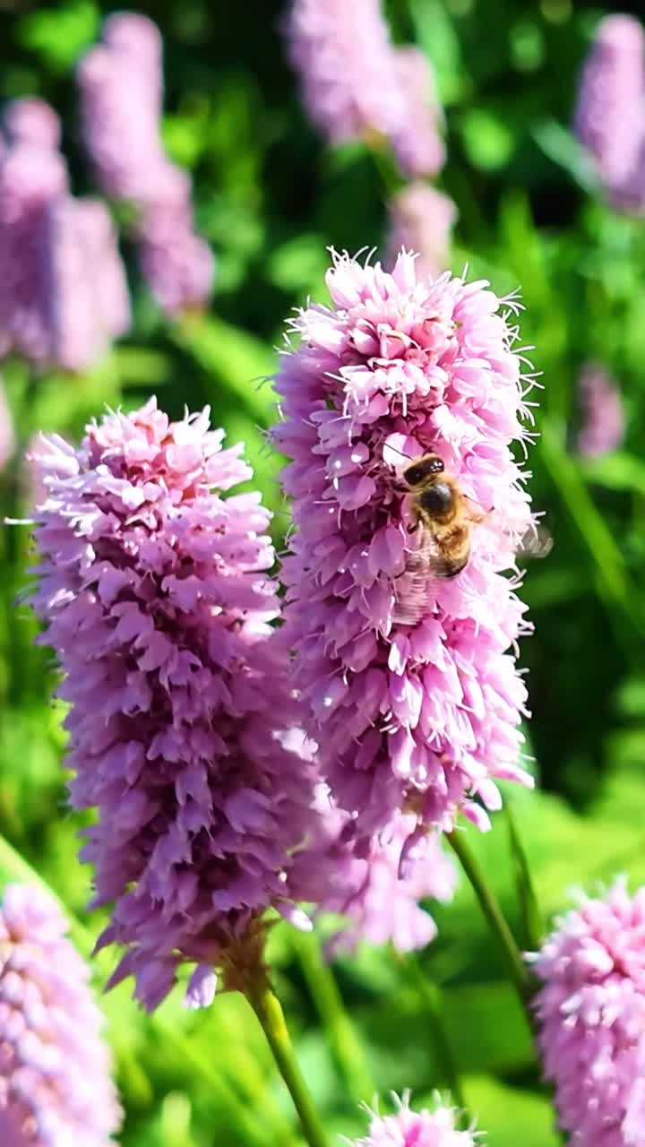 Vertical macro of a bee on pink bistort flower, collecting nectar before flying away - France