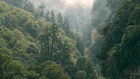 misty forest in a mountain valley
